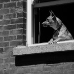 South Dublin dog overlooking the road